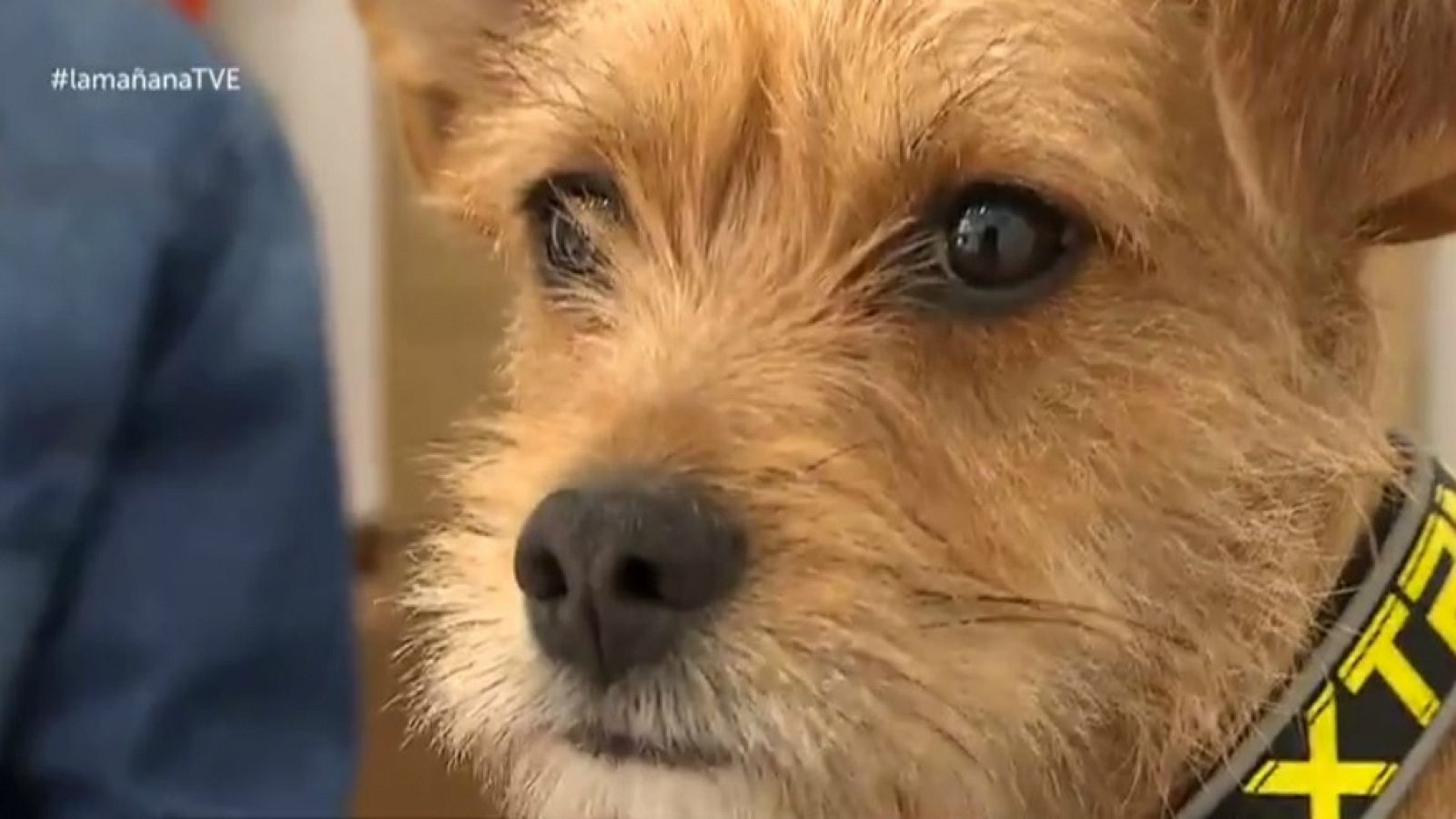 En un mundo de perros: Guarderías caninas | Ver