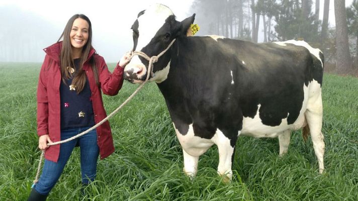 Aquí la Tierra - ¡Estas vacas comen lino!