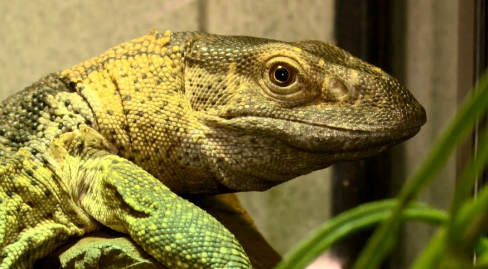 La afición por los reptiles como mascota está viviendo un boom en España, esta semana en Repor: Reptilianos