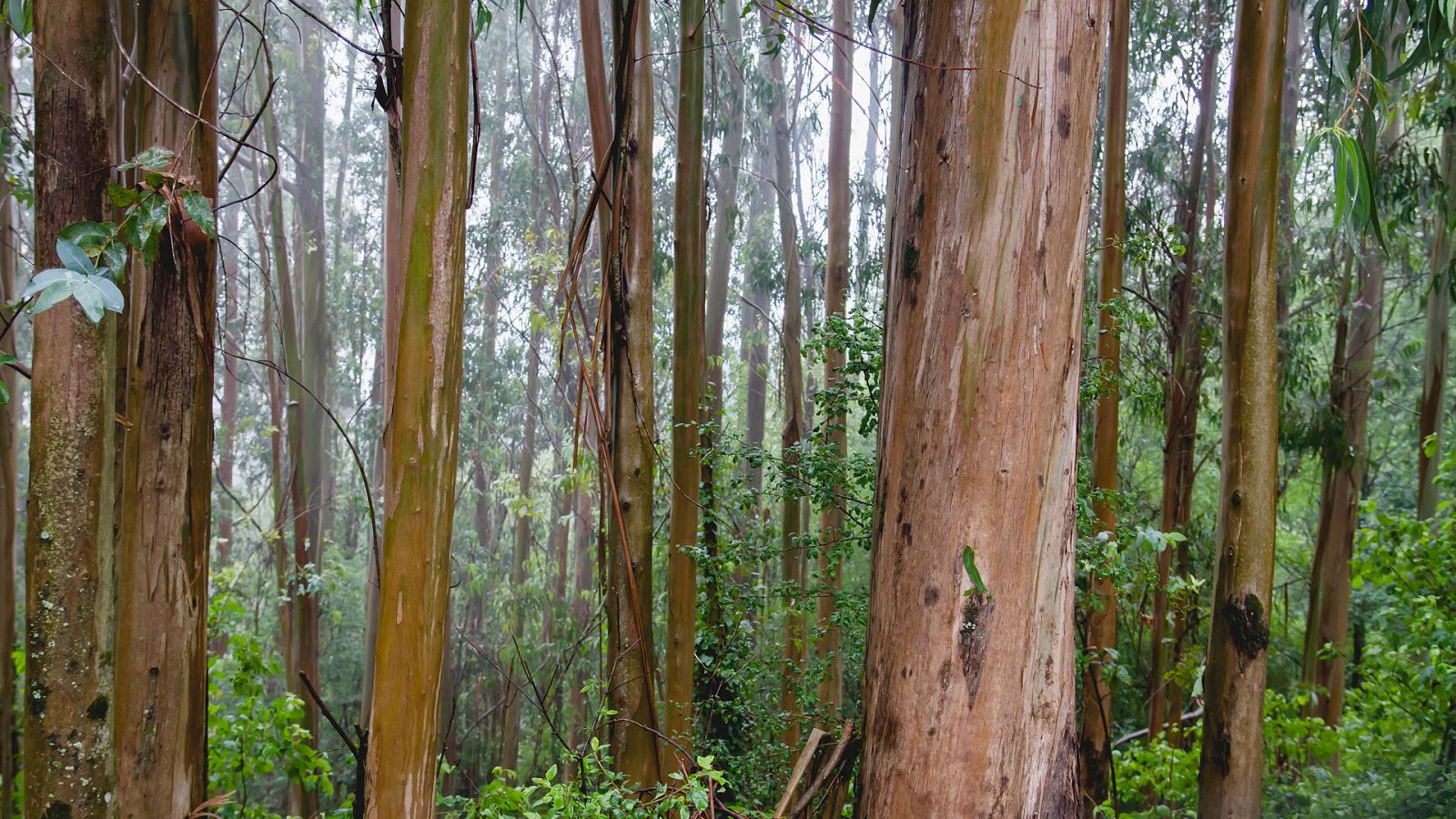 Probabilidad de precipitaciones localmente fuertes en el oeste de Galicia - Ver ahora