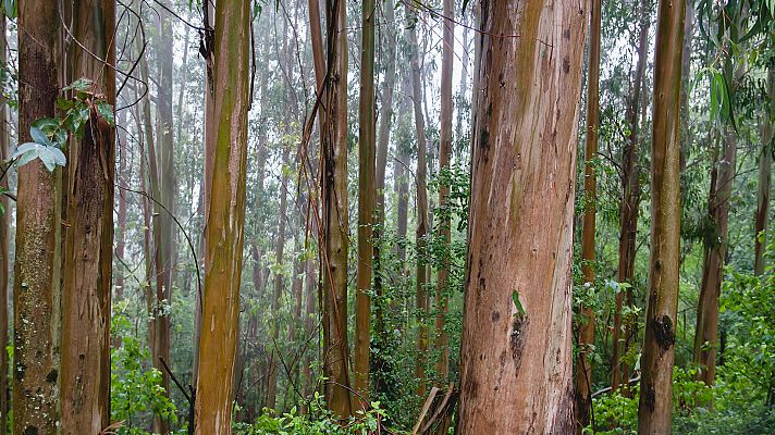 El tiempo - Probabilidad de precipitaciones localmente fuertes en el oeste de Galicia