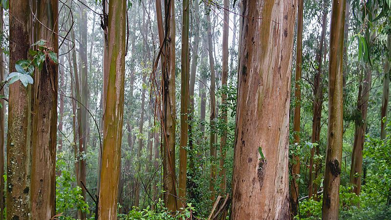 Probabilidad de precipitaciones localmente fuertes en el oeste de Galicia - Ver ahora