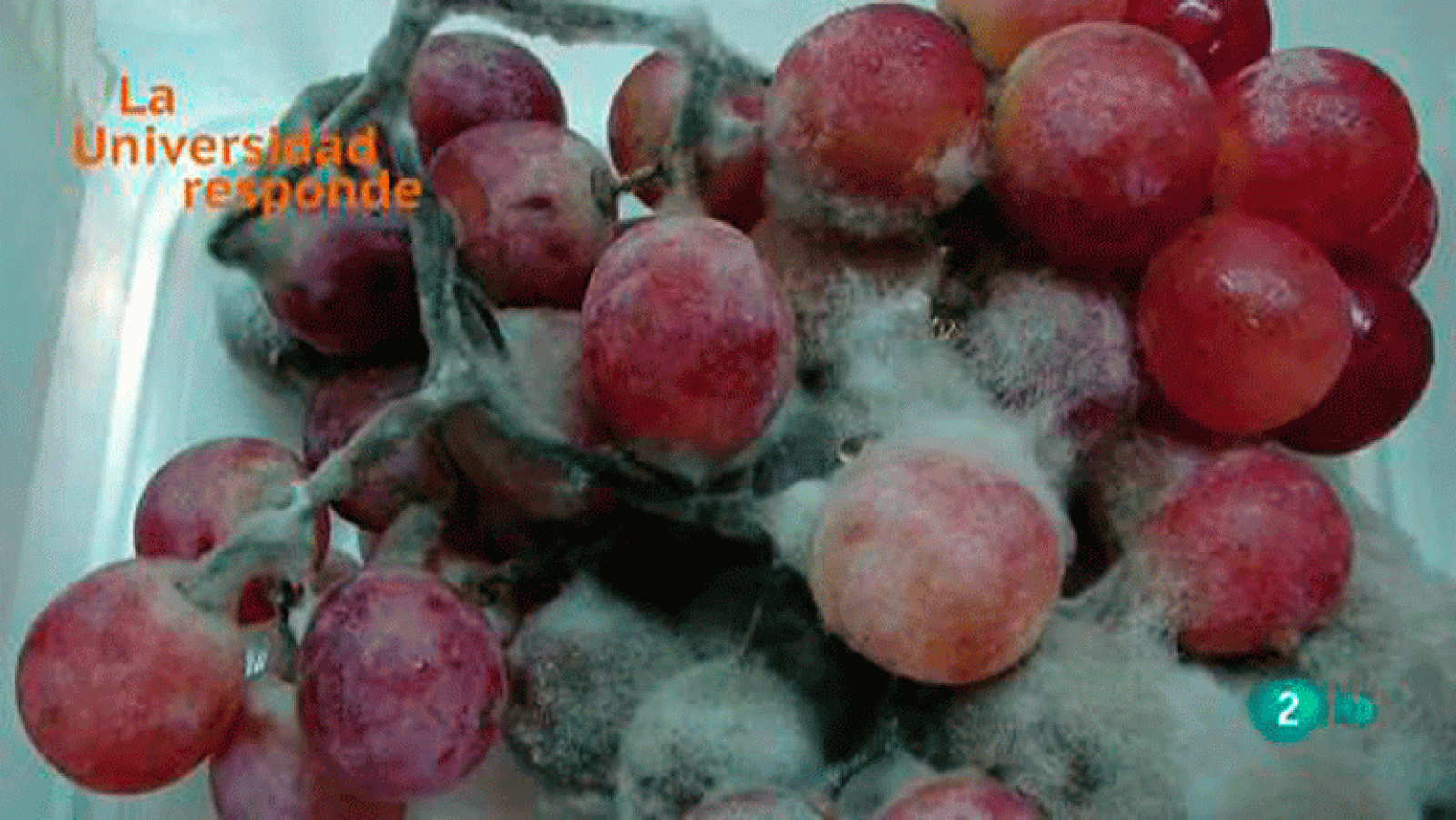 La aventura del saber ¿Qué son los hongos? Universidad de Alicante. La Universidad Responde.