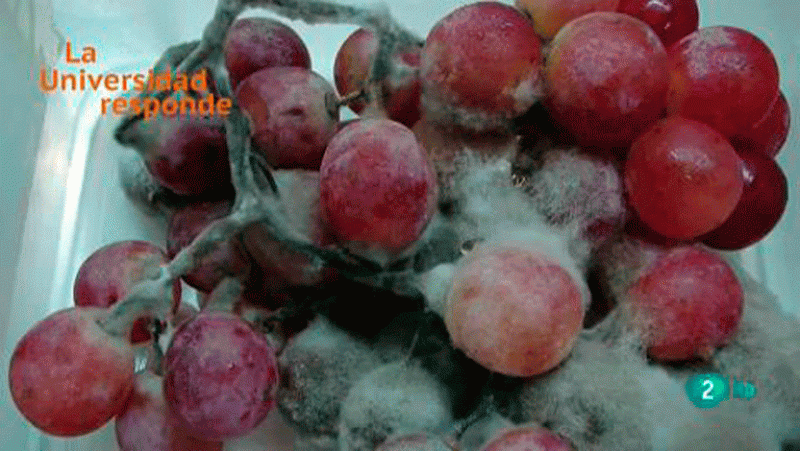 La aventura del saber ¿Qué son los hongos? Universidad de Alicante. La Universidad Responde.