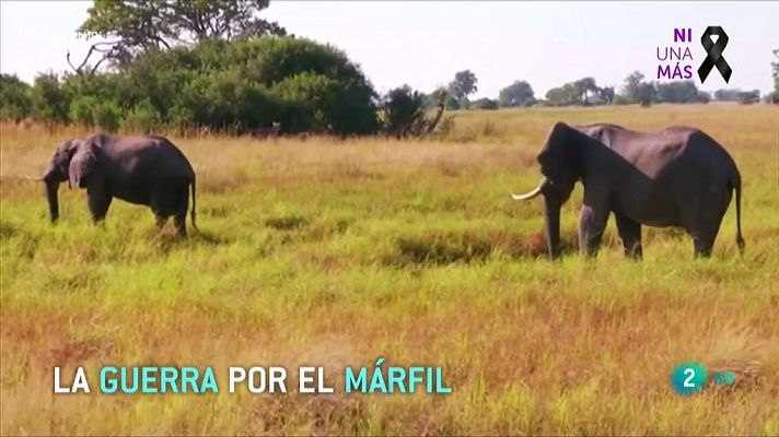 La 2 Noticias - Levantamiento de la prohibición internacional de marfil