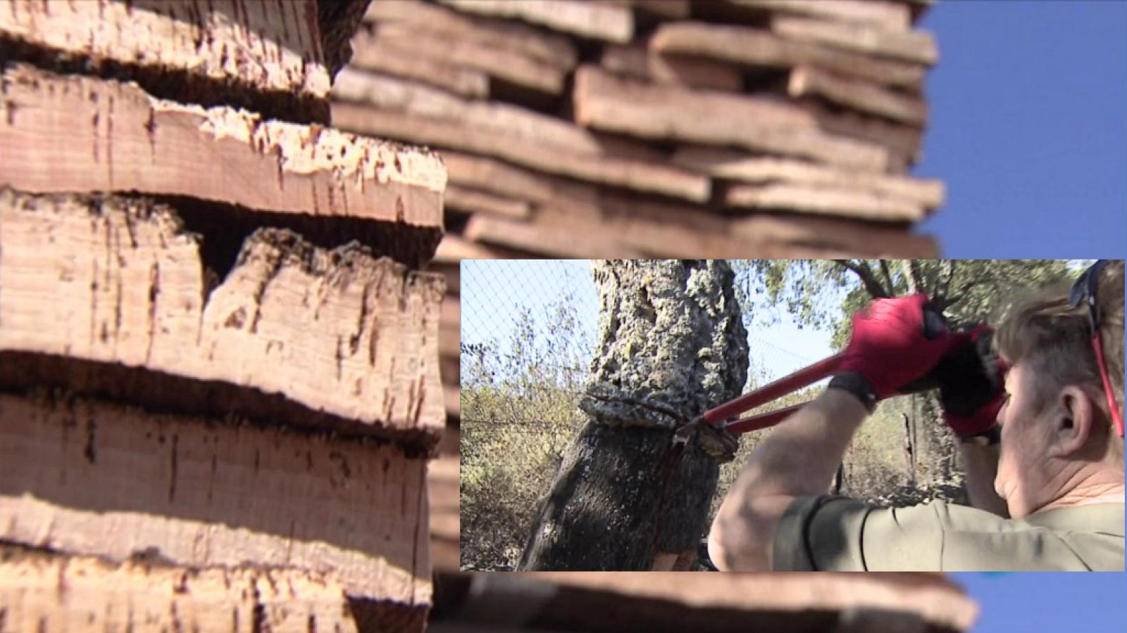 Agrosfera - 22/06/19 - ver ahora