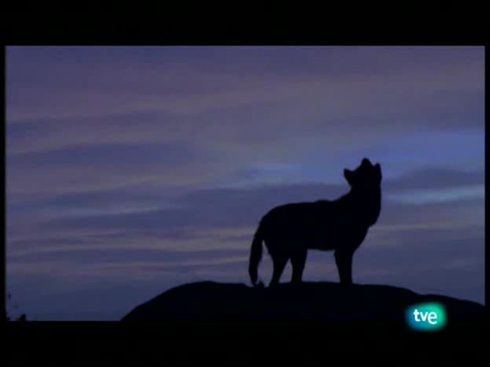 La España salvaje - La costa atlántica (El litoral gallego) - La España salvaje | Ver