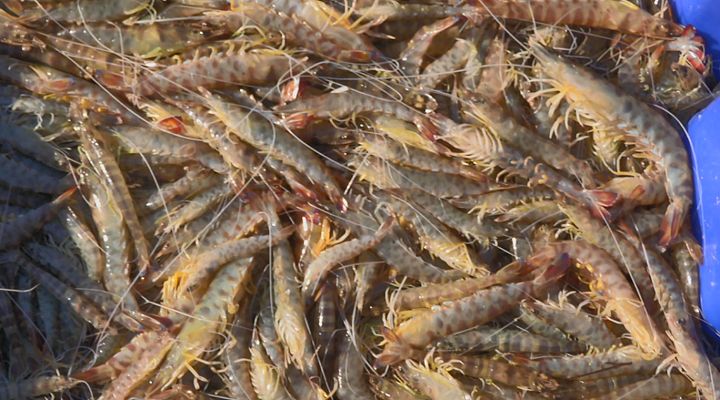 Aquí la Tierra - Langostinos de Lo Pagán, en el Mar Menor
