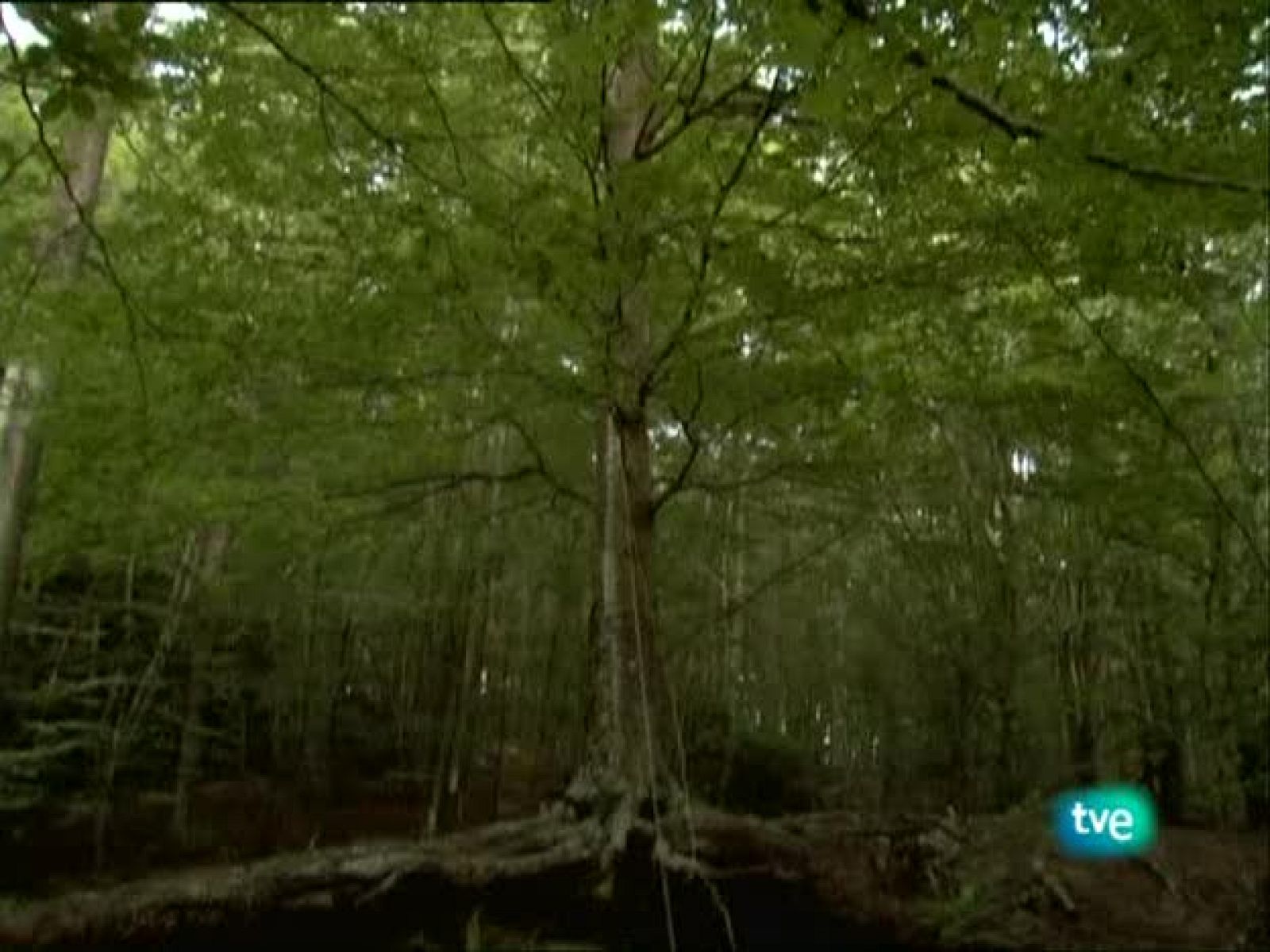 Metrópolis - Patti Smith - Metrópolis | Ver