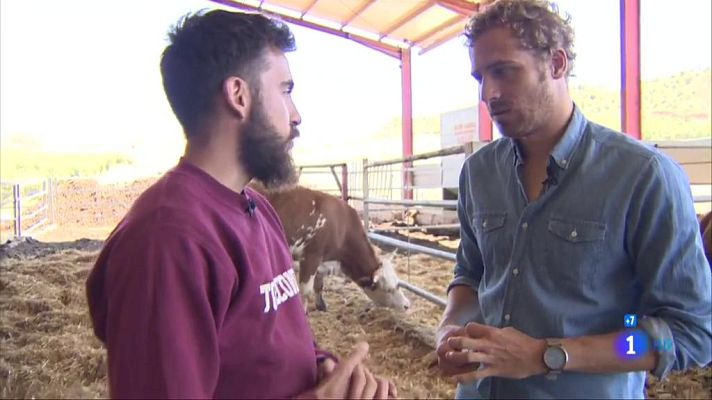 Comando Actualidad - Leasing de vacas