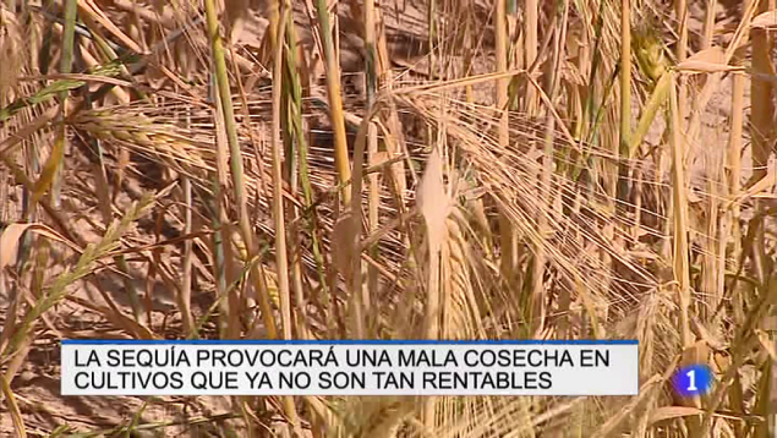 Informativo Telerioja - 26/06/19