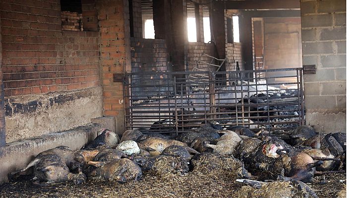 Telediario 1 - El fuego ha arrasado una granja de Torre de L'Espanyol y ha obligado a evacuar a medio centenar de vecinos