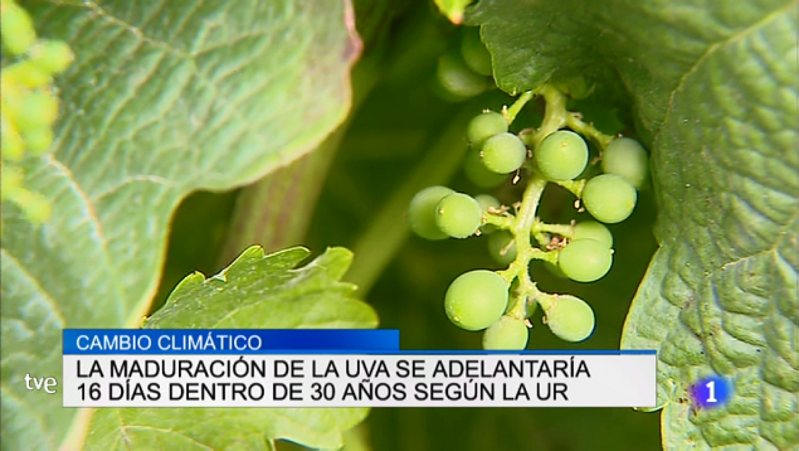 Informativo Telerioja 2 - 27/06/19