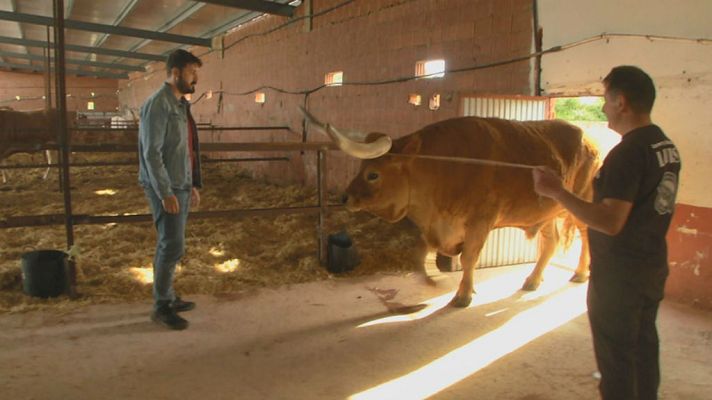 Aquí la Tierra - Los bueyes de León nos dejan sin aliento