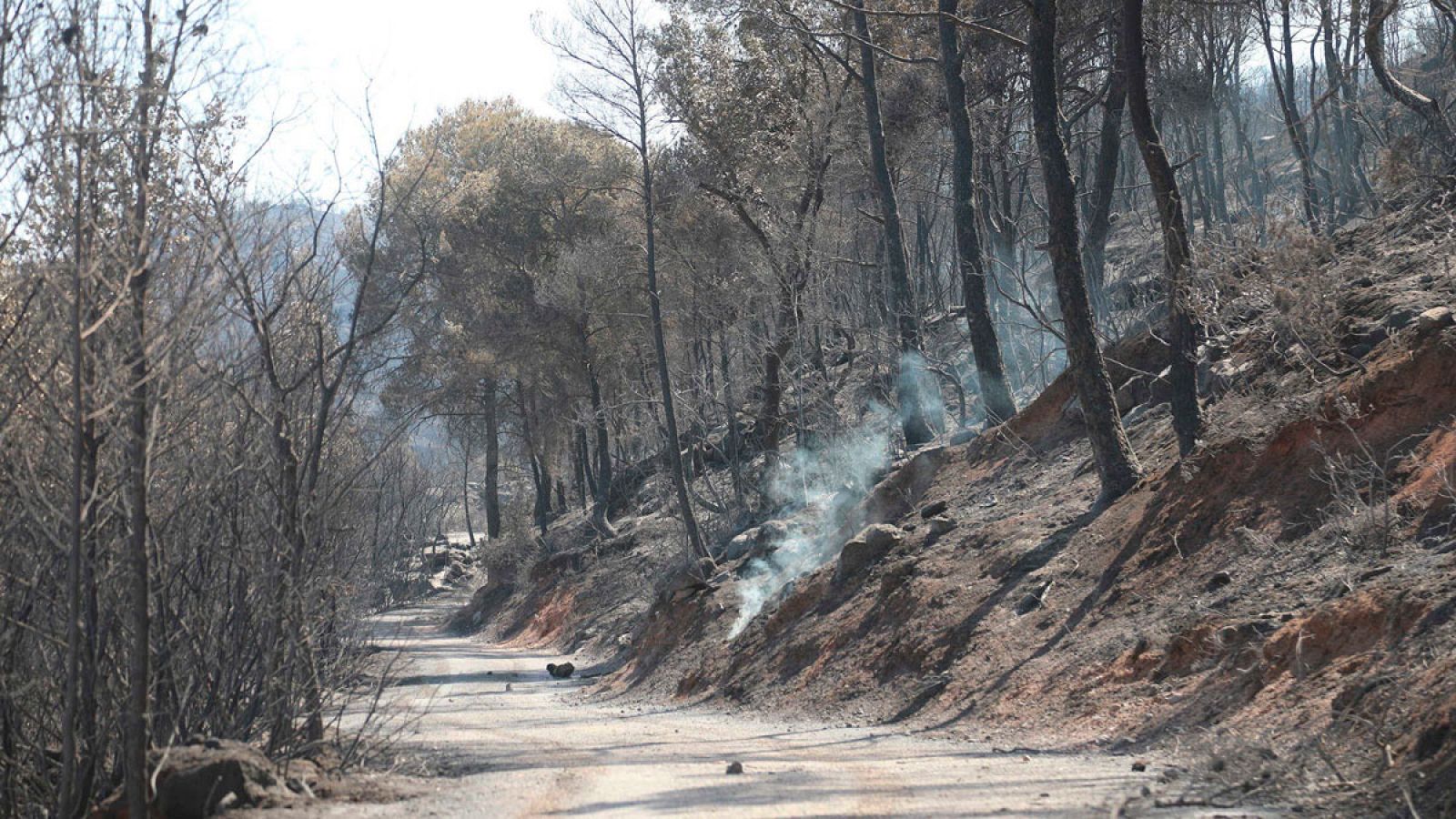 El incendio de la Ribera d'Ebre en Tarragona está perimetrado y en vías de estabilización - Informativo 24h | Ver