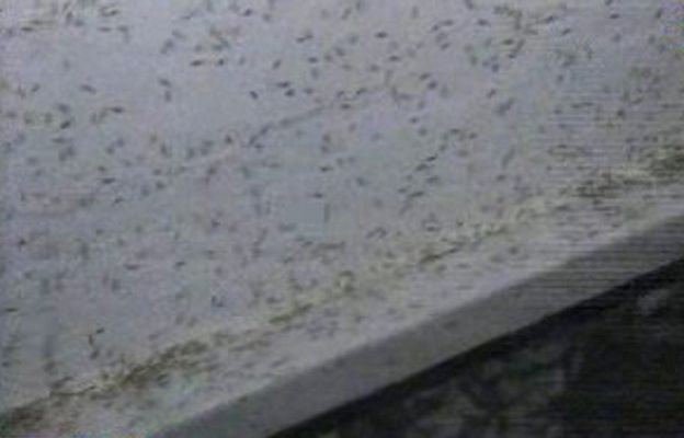 España Directo - Comidos por los mosquitos