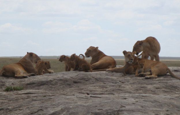 Españoles en el mundo - Tanzania - Avance