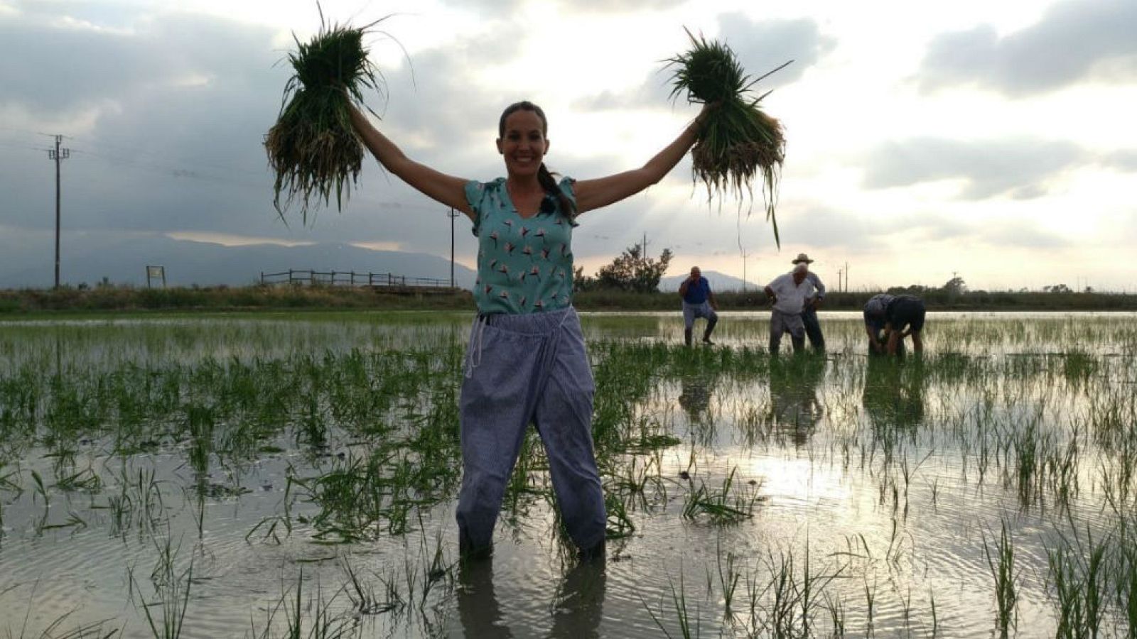 Plantamos arroz como se ha hecho toda la vida