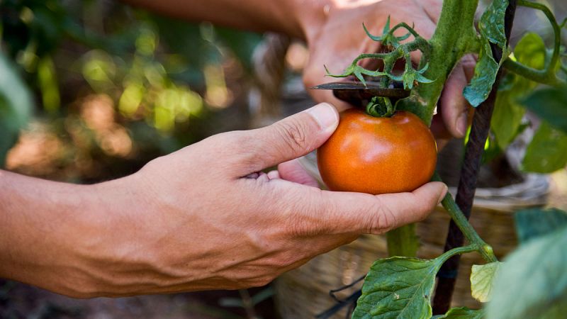 Las cooperativas generan alrededor de 300.000 trabajos en España