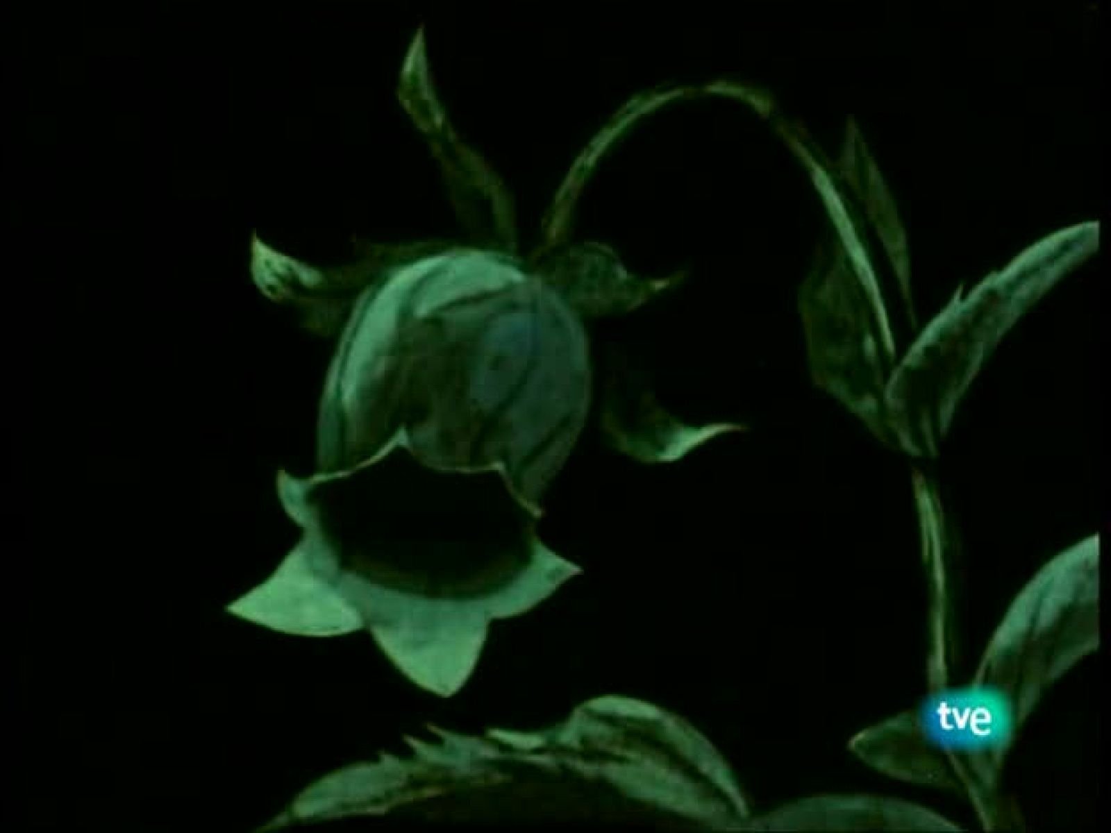 Las travesuras de flip - La Abeja Maya | Ver