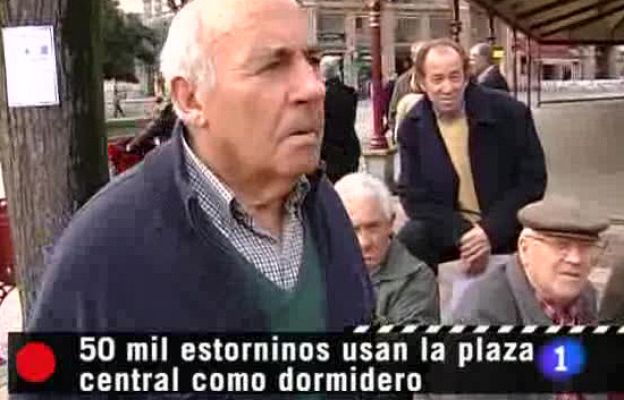 Repor - Plagas urbanas