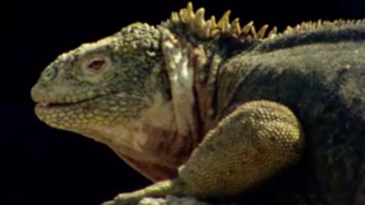 El arca de Noé (serie documental) - Los animales sin miedo de Galápagos