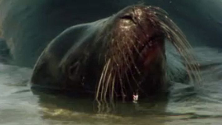 El arca de Noé (serie documental) - Galápagos, un rincón del pasado