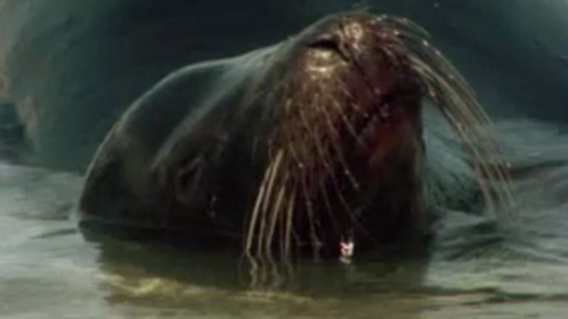 El arca de Noé - Galápagos, un rincón del pasado - El arca de Noé (serie documental) | Ver