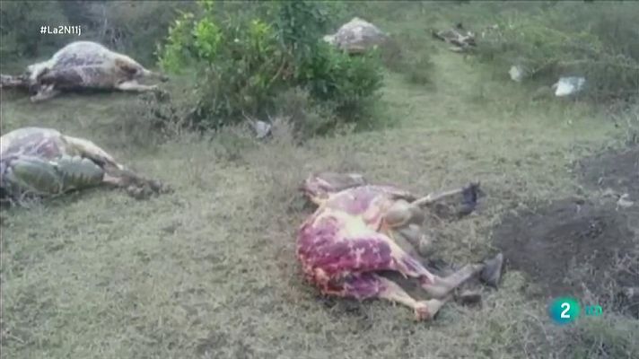 La 2 Noticias - China demanda gelatina de burro