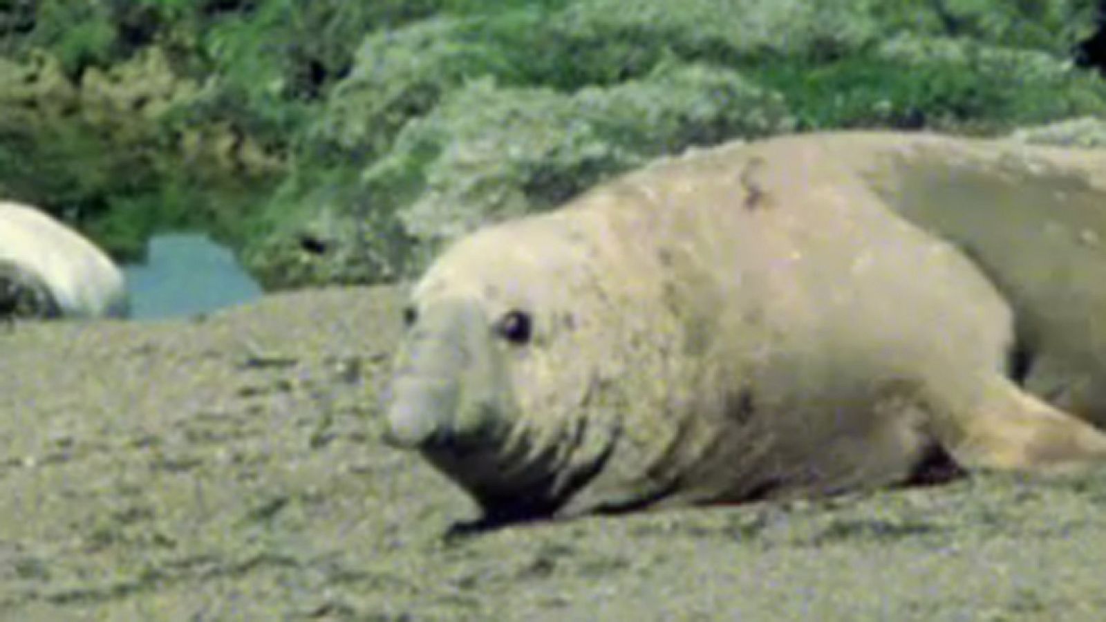 El arca de Noé - Patagonia viva: casi un desierto - El arca de Noé (serie documental) | Ver