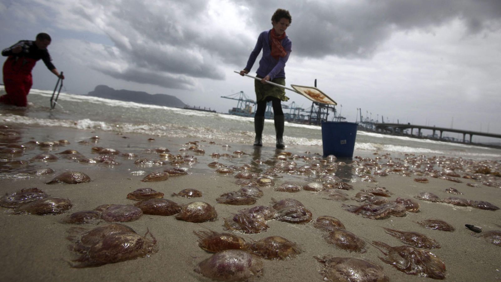 Las medusas doblarán este año su presencia en las costas españolas | Ver