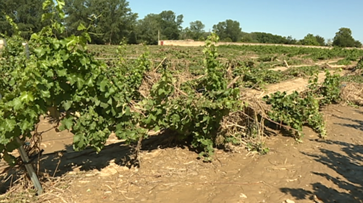 Agrosfera - Agrosfera - 13/07/19