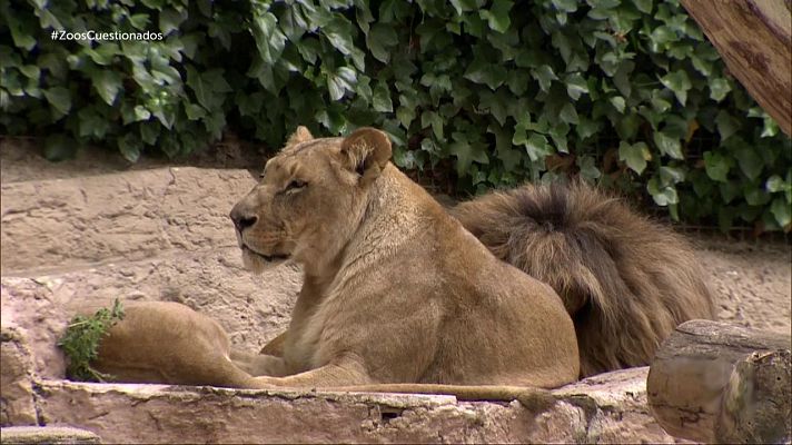 Informe Semanal - Zoos en la encrucijada