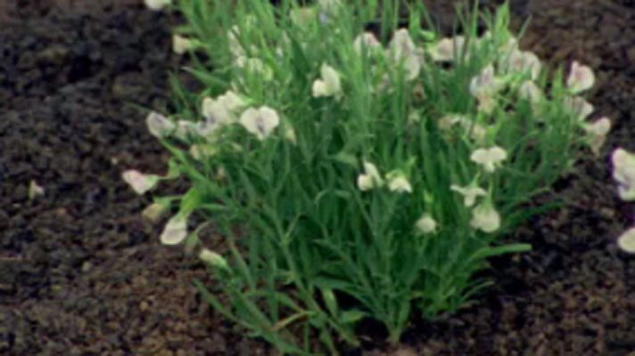 El arca de Noé (serie documental) - Montañas de fuego (II)