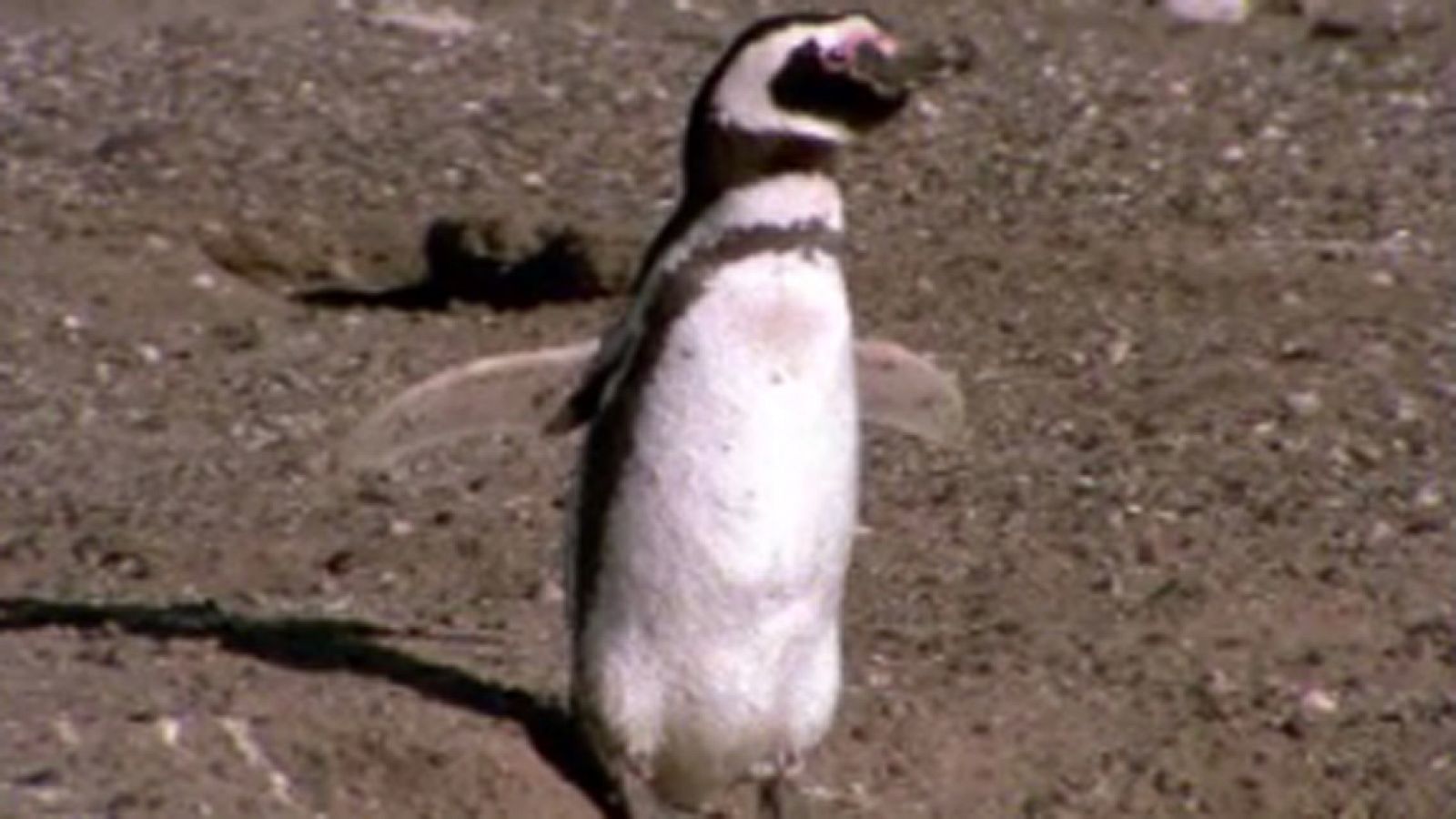 El arca de Noé - Patagonia viva: Punta Tombo - El arca de Noé (serie documental) | Ver