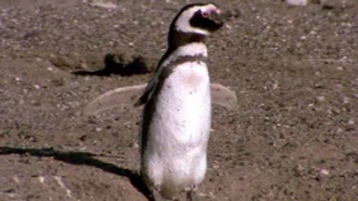 El arca de Noé (serie documental) - Patagonia viva: Punta Tombo