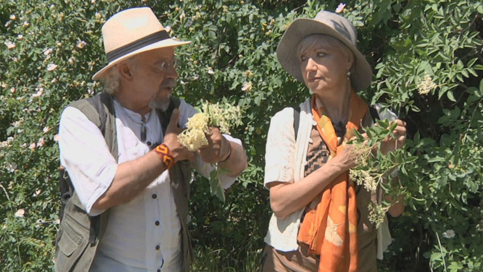 Todo lo que nos ofrece el saúco