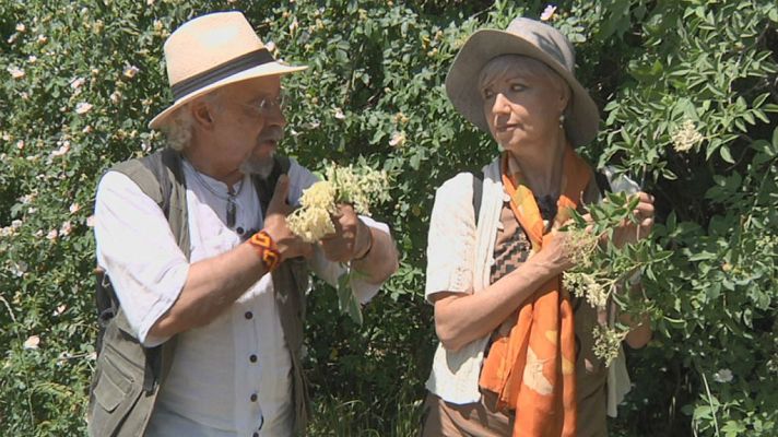 Aquí la Tierra - Todo lo que nos ofrece el saúco