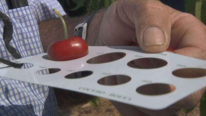 Aquí la Tierra - Las cerezas y el bizcocho, en Bolea