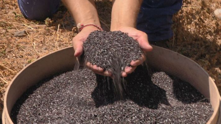 Aquí la Tierra - Cochinilla, carmín de la naturaleza