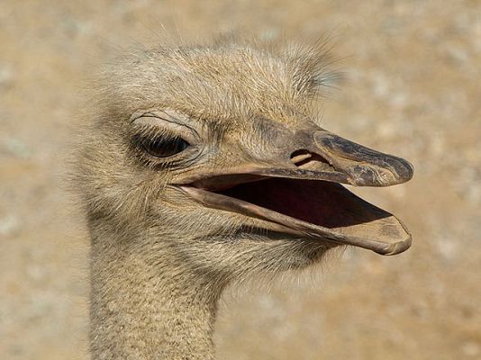 tres14 - ¿Avestruces entierran la cabeza?