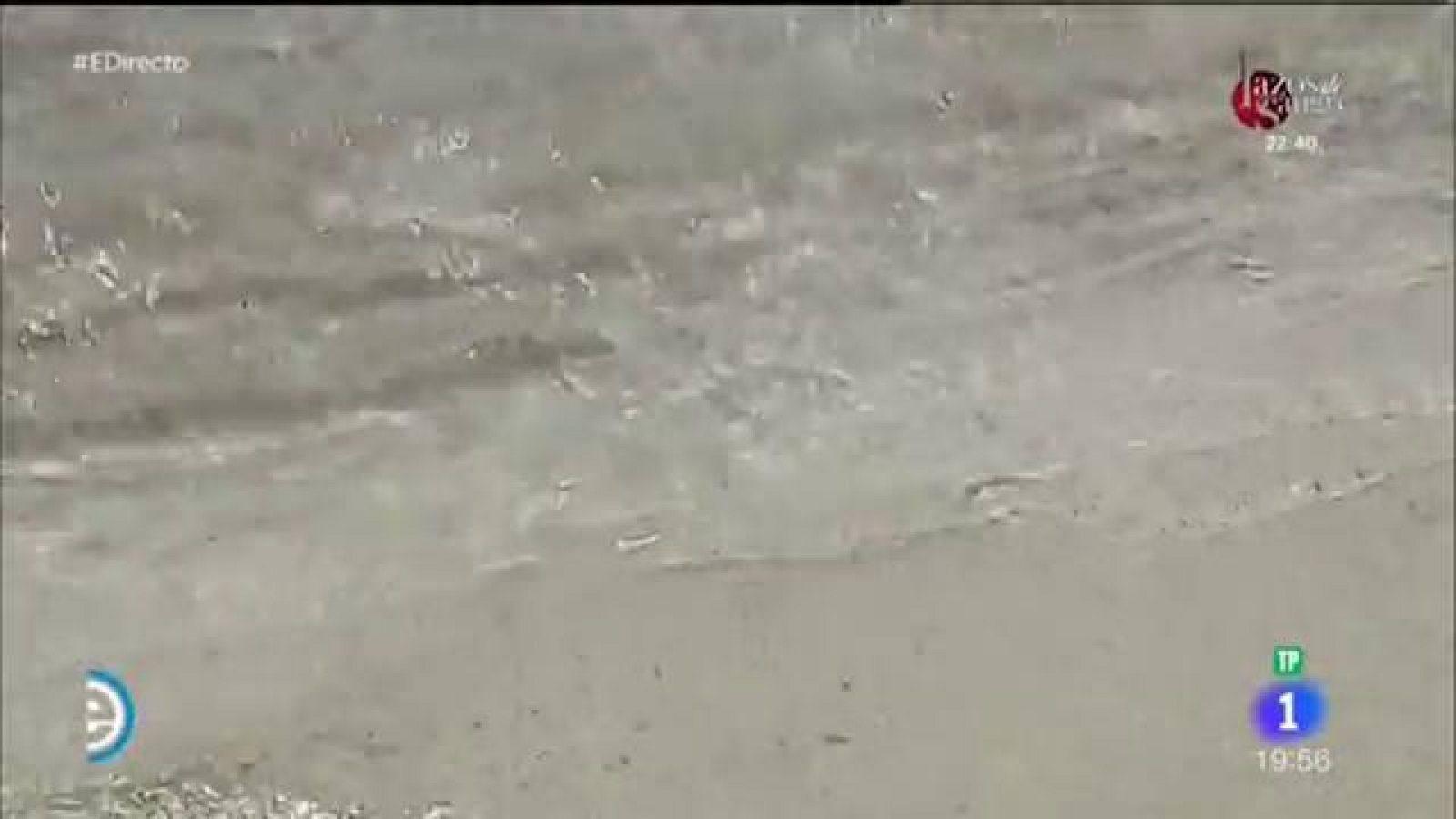 La Posidonia, un síntoma de salud de las aguas - España Directo | Ver