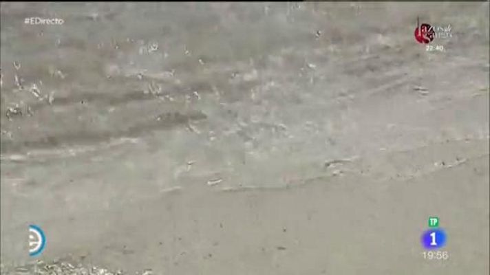 España Directo - La Posidonia, un síntoma de salud de las aguas