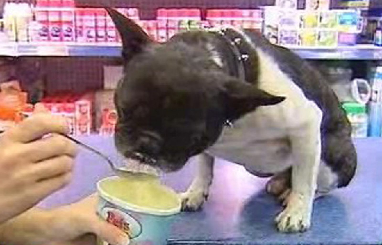 España Directo - Helados para mascotas | Ver