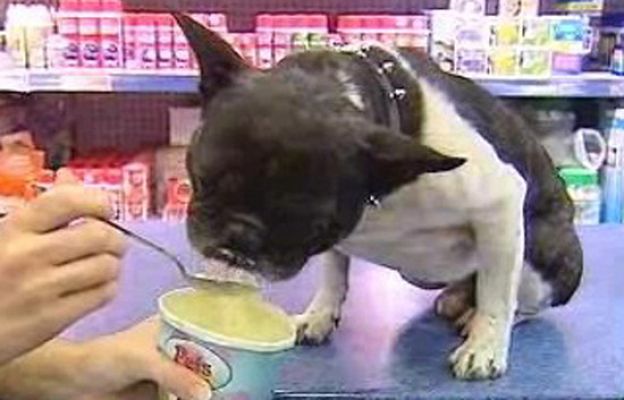 España Directo - Helados para mascotas