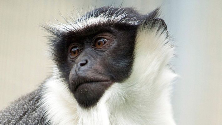 Telediario 1 - La Lista Roja de especies amenazadas cifra en más de 28.000 los animales, plantas y hongos en peligro de extinción