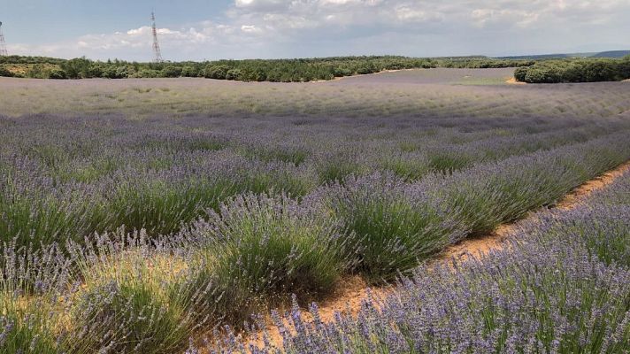 España Directo - Campos de lavanda de Brihuega