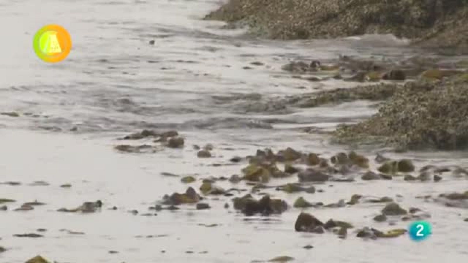 Laboratorio de ideas, Macroalgas