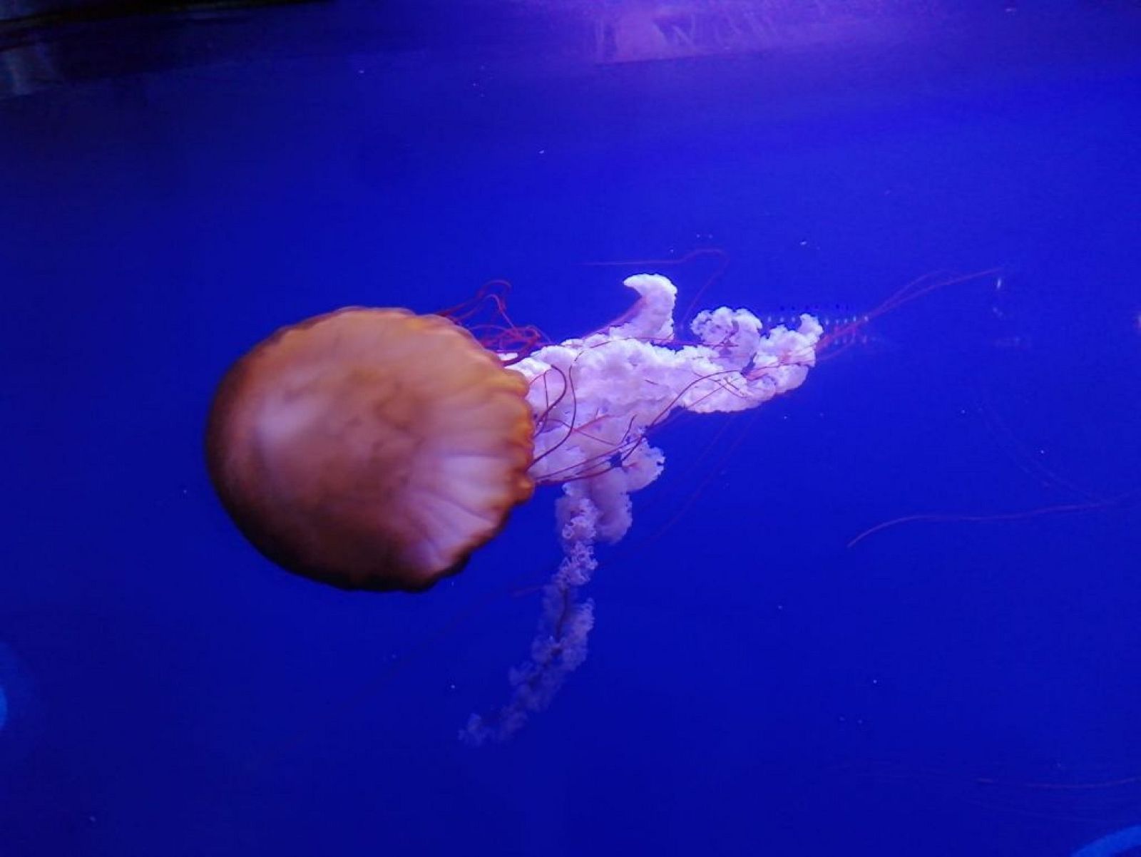 Una medusa como mascota - España Directo | Ver