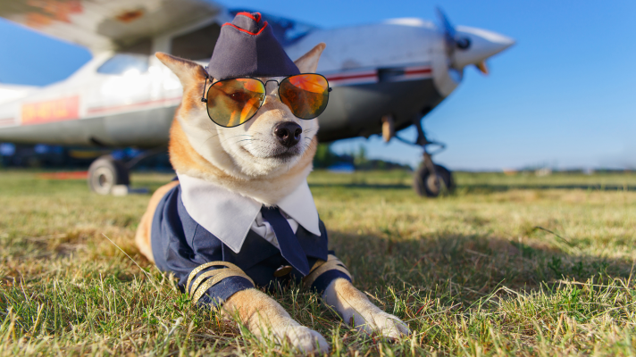 La mañana - Un mundo de perros: Héroes de cuatro patas